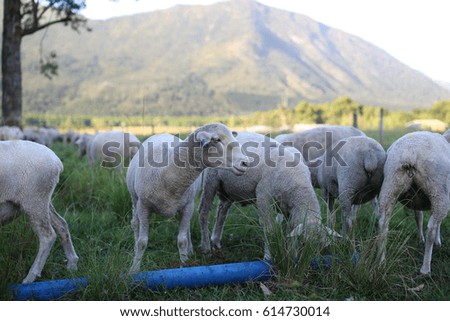 Sheep drink water on a farm at dusk. Selective focus