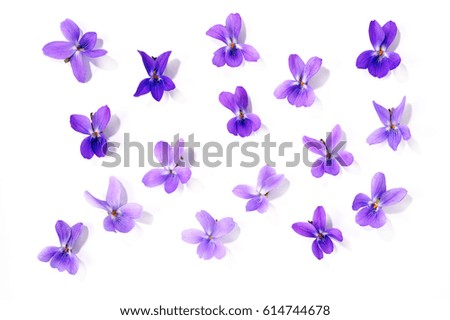 viola blossoms isolated over white background