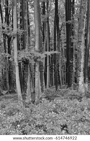 Trees in the forest, black and white photography. Piatra Neamt. Romania.