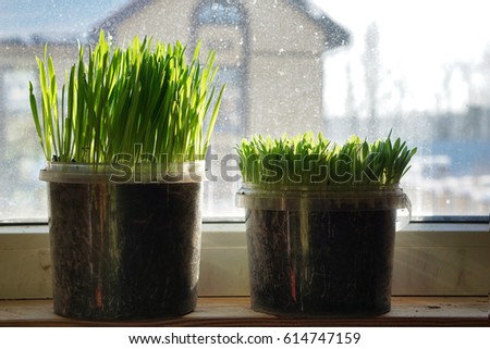 Green grass in a flowerpot on sunny spring day