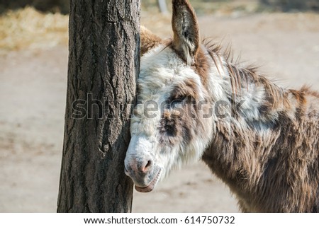 Donkey which rubs itself against a tree