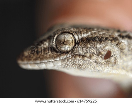 A very near close-up picture of a man holding and been bitten by a common mediterranean gecko, Tarentola mauritanica in a town near Barcelona, Catalonia, Spain