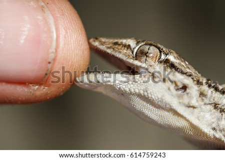A very near close-up picture of a man holding and been bitten by a common mediterranean gecko, Tarentola mauritanica in a town near Barcelona, Catalonia, Spain