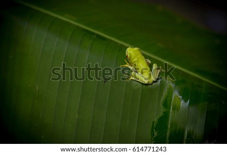 Green redeye frog on a leaf (Agalychnis callidryas)