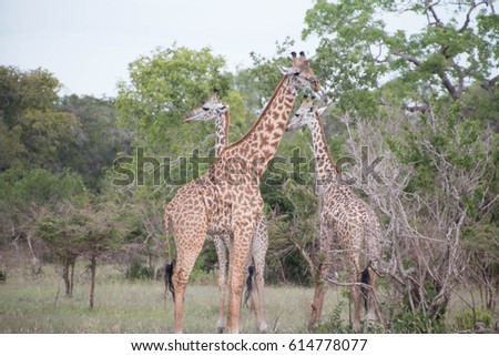 Three giraffes in Saadani National Park in Tanzania