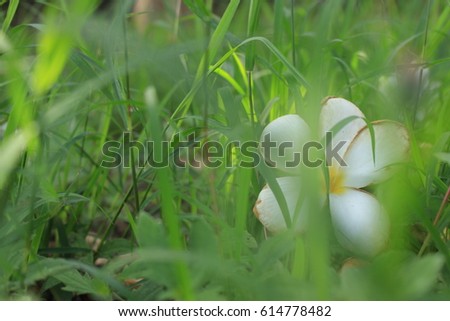 Blurred picture of "white flower on the ground"