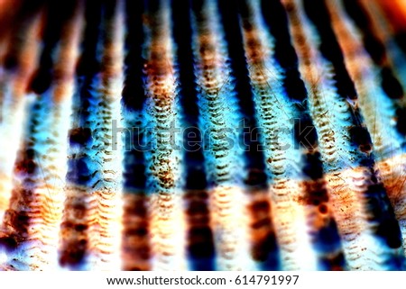 Detailed structure of a sea shell in modified neon colors, abstract natural background