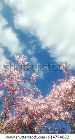 Pink star Magnolia (Leonard Messel, Magnolia loebneri) against clear blue sky