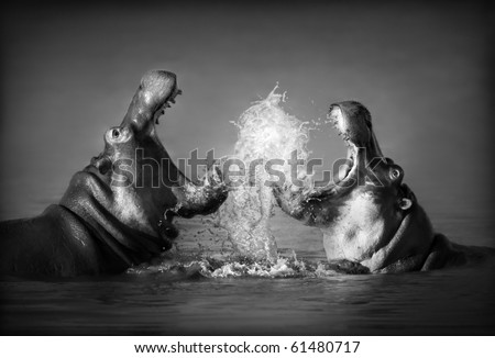 Close-up of a fierce fight between two Hippo's