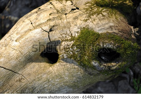 Old tree trunk with holes and moss, background