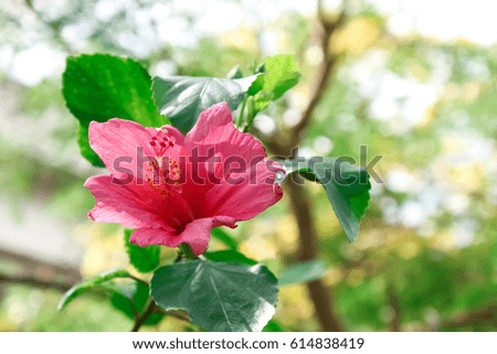 blooming light red Hibiscus flower isolated on blurry green leaves