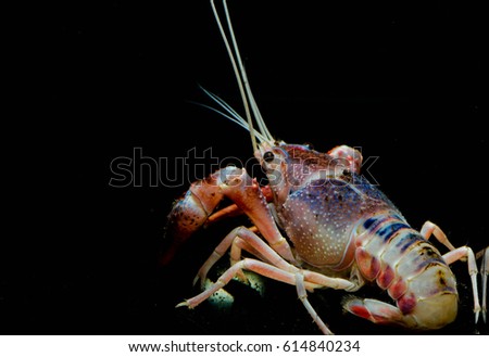 Crayfish Procambarus clarkii ghost