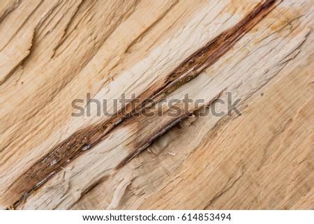 High resolution old rough wooden tree texture