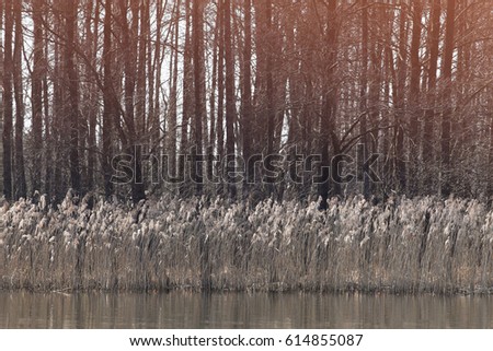 Yellow Bulrush growing on a lake on a sunny day in spring (Typha)