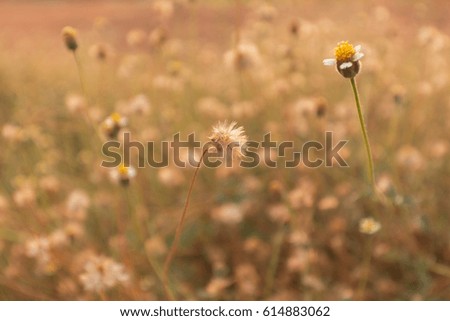 Grass flower with sunset light. vintage filter
