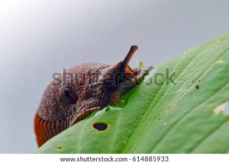 round back slug munching leaf Royalty-Free Stock Photo #614885933