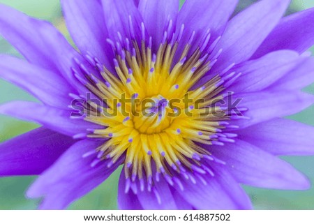 Close up A beautiful purple waterlily or lotus flower. 