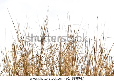 dry grass  isolated on white background Royalty-Free Stock Photo #614898947