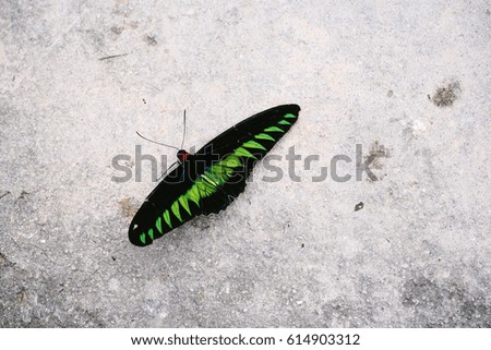 A black butterfly with neon green marks on its wings