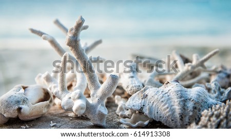 Sea shells and corals on the  beach.