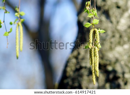 Spring branch of birch with earrings in spring sunny day. Tree branch with hanging earrings. Springtime background