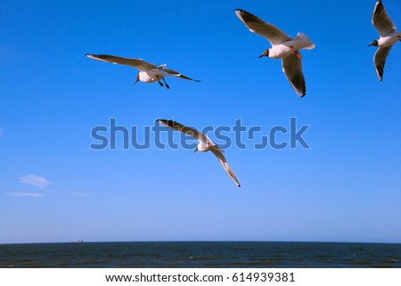 White wild seagulls fly over the sea on background of blue sky