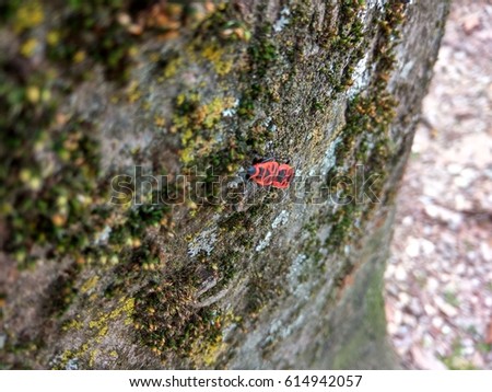 bug on the tree
