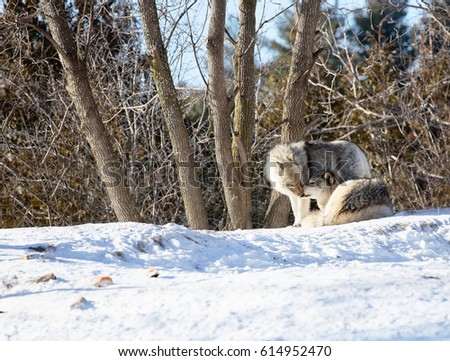 The gray wolf or grey wolf also known as the timber wolf, or western wolf, is a canine native to the wilderness and remote areas of North America and Eurasia. It is the largest member of its family.