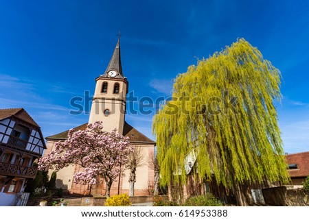 Magnolia flowering near village church, Ville, France, springtime