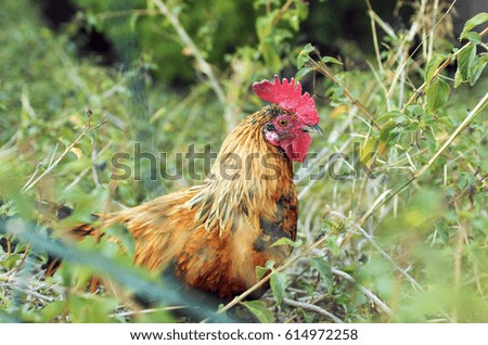 2017 Chinese New Year of the Cock / Rooster. Celebration background with red Rooster. Symbol of year. Rustic rural picture in sunny day.