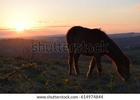 Horse sunset
