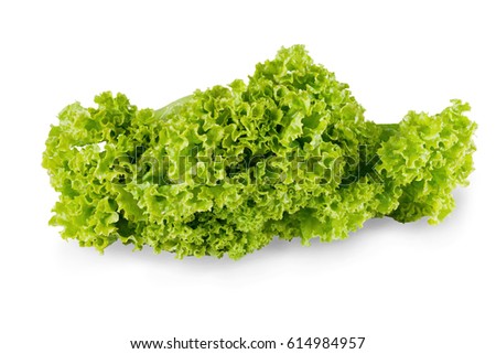 Studio shot of ripe lettuce with green leaves isolated on white background. Closeup of fresh organic vegetable food, diet concept