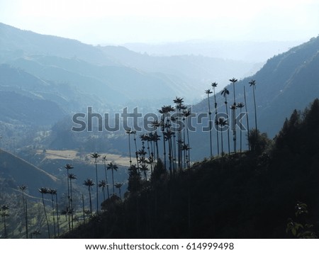 View of the beautiful Cocora Valley in Colombia, South America, with its wax palm trees