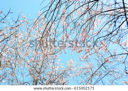 Beautiful spring flowers on trees 