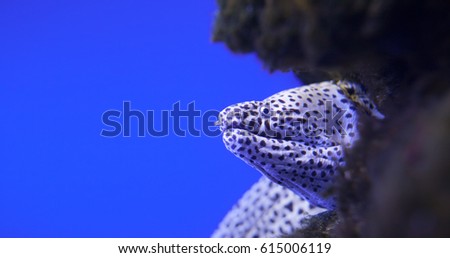 laced moray, spotted moray eels, coral reef, carnivorous fish, leopard morays, tropical underwater world, predatory fish