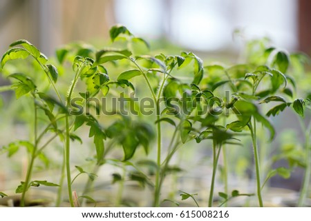 Young tomato seedlings Tomatoes in mini-greenhouse with lettering, photo with shallow depth of field.
