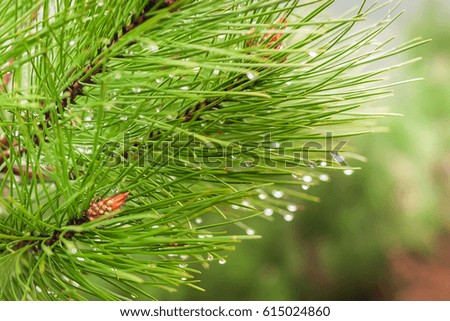 spruce branch with a cone