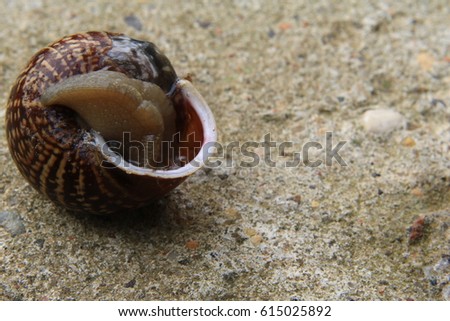 The snail is hiding in a beautiful shell  