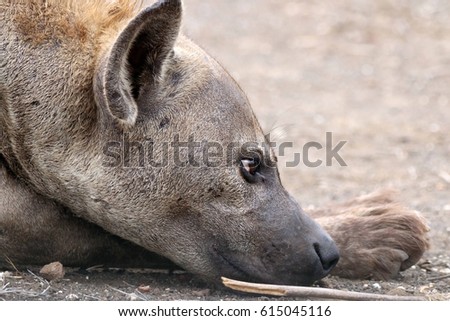 Resting spotted hyena