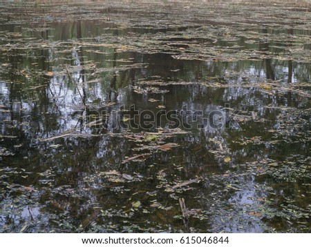 Dirty water with floating dried leaves. Dirty pond with shadow of tree shading made decor, some sunlight sift through made decor pattern. Pollution Environment concept.