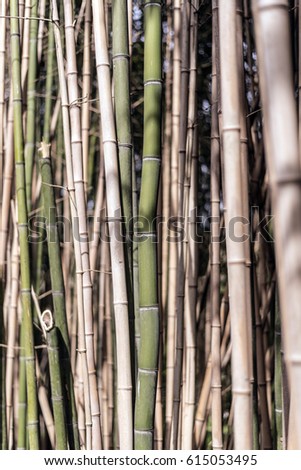 curved bamboo cane