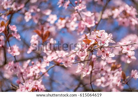 Spring tree branch in blossom, or cherry blossom. Artistic retro vintage edit background with selective focus and copy space for text.