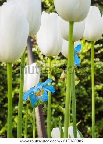 Himalayan blue poppy among white tulips