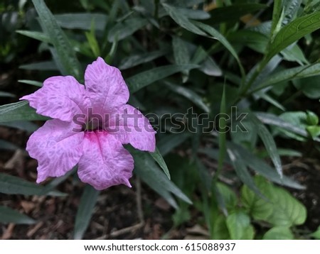 Cracker plant flower
