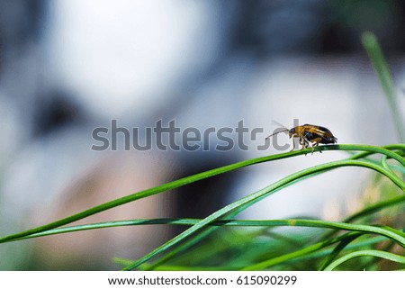 Tiny bug sitting on grass over green background