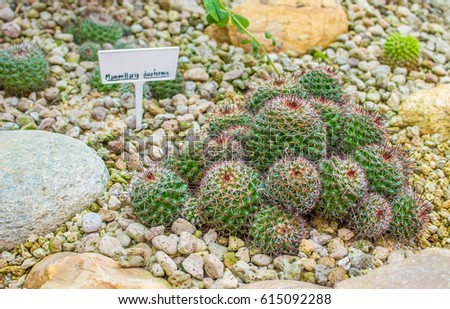 cactus plant,mammillaria duoformis.