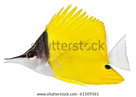 Forceps Fish isolated in white background. Forcipiger Longirostris.