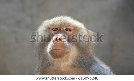 Baboon up close