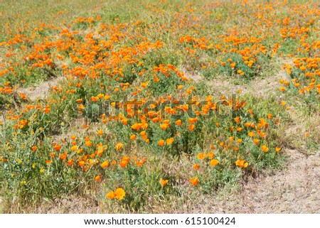 Spring blooms at the California Poppy Reserve, Lancaster, California