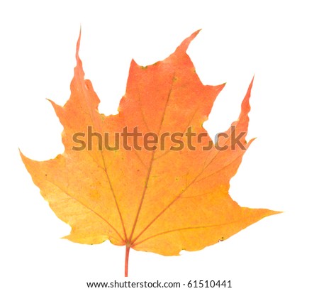 Autumn maple leaf it is isolated on a white background.